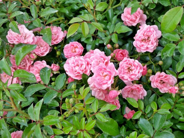 Rosa "The Fairy" - (Bodendeckerrose "The Fairy"),